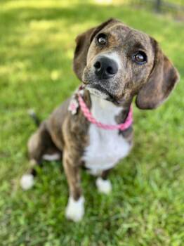 Daisy -  Beagle Dog for Adoption in Lisbon, Iowa - Daisy | PetCurious