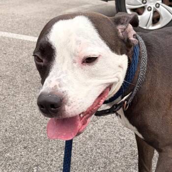 Mixed Breed Dogs Available for Adoption in Philadelphia, Pennsylvania - Prince Bobby | PetCurious