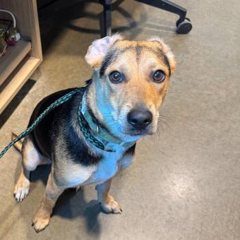 Nellie -  Beagle Dog for Adoption in Matteson, Illinois - Nellie | PetCurious