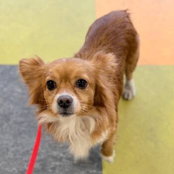 Mixed Breed Dogs Available for Adoption - Kristoff | PetCurious