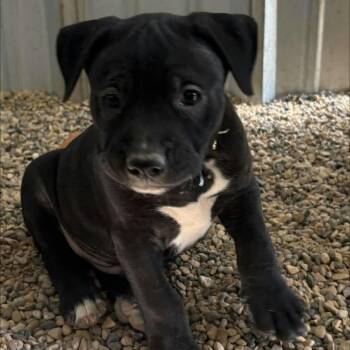 Hurricane JuM -  Pit Bull Terrier and Mixed Breed Dog for Adoption in Austin, Texas - Hurricane JuM | PetCurious