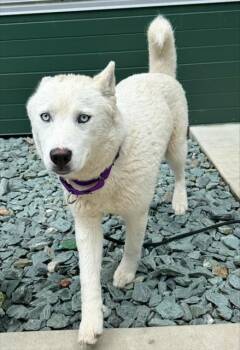Husky Dogs Available for Adoption in Leesburg, Virginia - GABBY | PetCurious