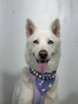 Birdie-One of our Amazing Rescue Dogs -  Jindo and Husky Dog for Adoption in Carlsbad, California - Birdie-One Of Our Amazing Rescue Dogs | PetCurious