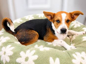Maeve -  Australian Cattle Dog Blue Heeler Dog for Adoption in Newport, Kentucky - Maeve | PetCurious
