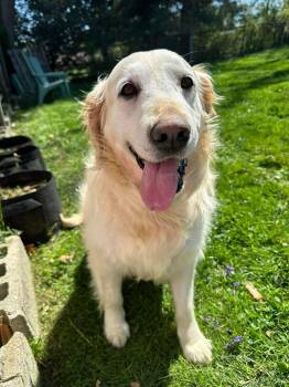 Golden Retriever Dogs Available for Adoption in Bellingham, Washington - Peaches | PetCurious