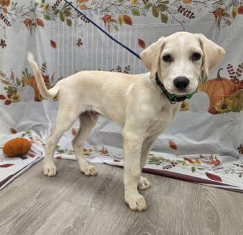 Clover -  Golden Retriever and Labrador Retriever Dog for Adoption in Attalla, Alabama - Clover | PetCurious