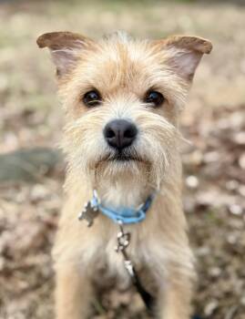 Cairn Terrier and Yorkshire Terrier Dogs Available for Adoption - Daffodil | PetCurious