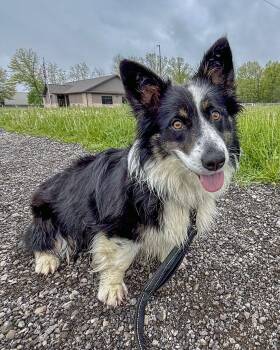 Border Collie and Corgi Dogs Available for Adoption in Ashland, Ohio - Roxy | PetCurious