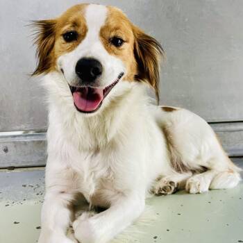 Brittany Spaniel and Jack Russell Terrier Dogs Available for Adoption in Lebanon, Missouri - Max | PetCurious