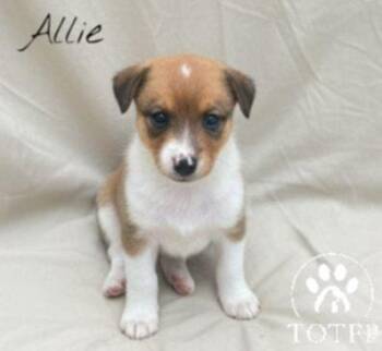 Rescue Border Collie Dogs for Adoption in Batesville, Arkansas - Allie | PetCurious