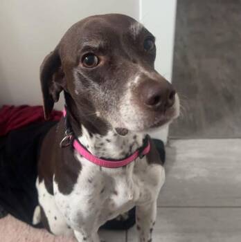 German Shorthaired Pointer Dogs Available for Adoption in Grand Bay, Alabama - Remy | PetCurious