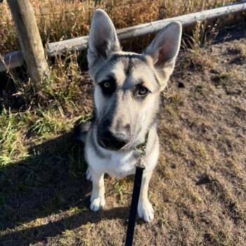 Nimbus -  German Shepherd Dog and Husky Dog for Adoption in Cheyenne, Wyoming - Nimbus | PetCurious