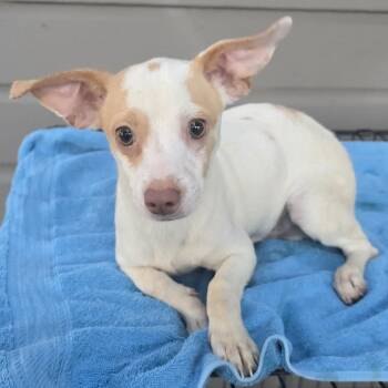 Rescue Jack Russell Terrier and Chihuahua Dogs for Adoption in West Islip, New York - Chevy | PetCurious