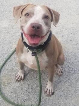 Rescue Pit Bull Terrier Dogs for Adoption in Philadelphia, Pennsylvania - Blaze | PetCurious