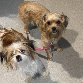 Peanut 22824 -  Shih Tzu and Mixed Breed Dog for Adoption in Cumming, Georgia - Peanut 22824 | PetCurious