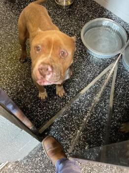 Pit Bull Terrier Dogs Available for Adoption in Jackson, Tennessee - Latto | PetCurious