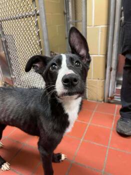 Rescue Border Collie and German Shepherd Dog Dogs for Adoption - Harlow | PetCurious
