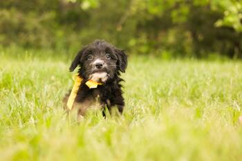Goldendoodle and Mixed Breed Dogs Available for Adoption in Gradyville, Kentucky - Anna- Transport | PetCurious