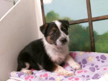 German Shepherd Dog and Mixed Breed Dogs Available for Adoption - A2066155 | PetCurious