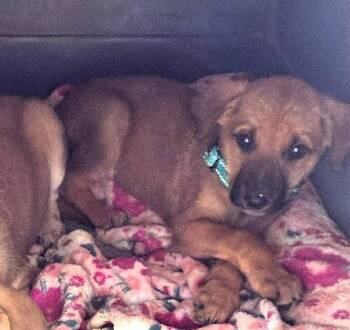 Hound and German Shepherd Dog Dogs Available for Adoption in Hinton, West Virginia - Hans (10wo, 12lbs) | PetCurious