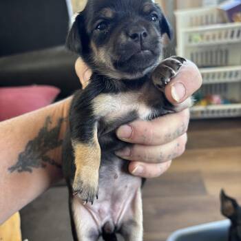 Chihuahua and Jack Russell Terrier Dogs Available for Adoption in Deming, New Mexico - Daffie | PetCurious