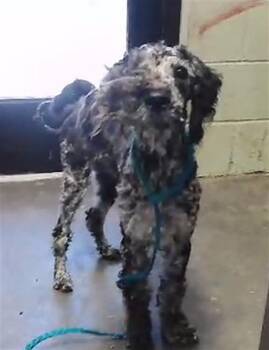 ZARLO -  Poodle Dog for Adoption in Tulsa, Oklahoma - ZARLO | PetCurious
