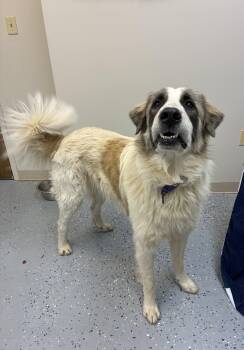 Rescue Great Pyrenees Dogs for Adoption in Senatobia, Mississippi - Sergio | PetCurious