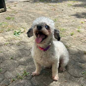 Rescue Miniature Poodle Dogs for Adoption in Lexington, Kentucky - Toots | PetCurious