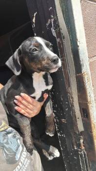 Truvy -  Mixed Breed Dog for Adoption in Huntsville, Alabama - Truvy | PetCurious