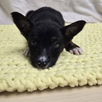 Corgi and Australian Cattle Dog Blue Heeler Dogs Available for Adoption - Onyx The Corgi/ Heeler Mix | PetCurious
