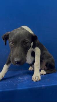 Robby -  Mixed Breed Dog for Adoption in Ruston, Louisiana - Robby | PetCurious