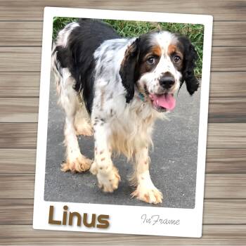 Linus -  English Springer Spaniel Dog for Adoption in Fredericksburg, Virginia - Linus | PetCurious