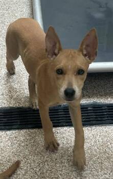 DAISY -  German Shepherd Dog and Mixed Breed Dog for Adoption in Pueblo, Colorado - DAISY | PetCurious