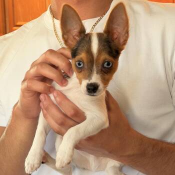 Toy Fox Terrier Dogs Available for Adoption in Norco, California - Bambi  | PetCurious