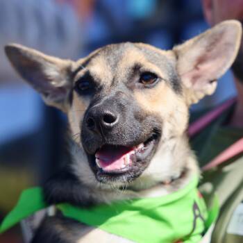 Rescue German Shepherd Dog and Terrier Dogs for Adoption in San Diego, California - Ducky | PetCurious