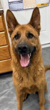 Lou -  Shepherd Dog for Adoption in Thief River Falls, Minnesota - Lou | PetCurious