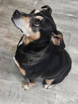 River -  Terrier Dog for Adoption in Ellijay, Georgia - River | PetCurious