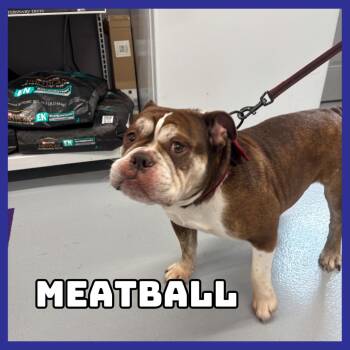 Meatball -  English Bulldog Dog for Adoption in Glenwood, Minnesota - Meatball | PetCurious