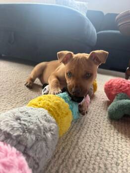 Terrier Dogs Available for Adoption - Boom | PetCurious