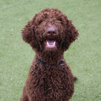 Rescue Mixed Breed Dogs for Adoption in Wantagh, New York - Marley | PetCurious