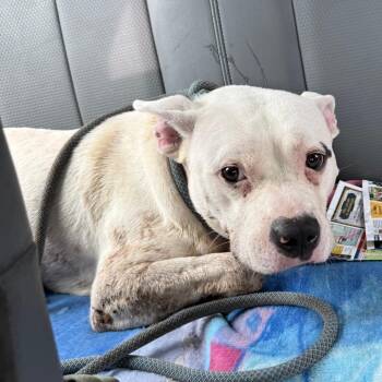 Cassian -  Pit Bull Terrier Dog for Adoption in Galveston, Texas - Cassian | PetCurious