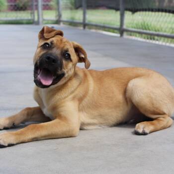 Ponyboy (PB) -  Mixed Breed Dog for Adoption in Mcpherson, Kansas - Ponyboy (PB) | PetCurious
