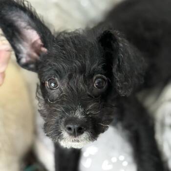 Pepper -  Poodle and Terrier Dog for Adoption in San Diego, California - Pepper | PetCurious