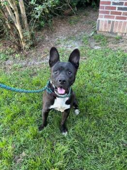 Loki -  Mixed Breed Dog for Adoption in Savannah, Georgia - Loki | PetCurious