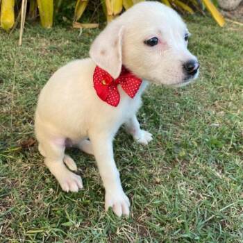 Lia -  Retriever Dog for Adoption in Loxahatchee Groves, Florida - Lia | PetCurious