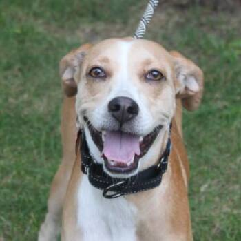 Lovie Girl -  Mixed Breed Dog for Adoption in Elk Grove Village, Illinois - Lovie Girl | PetCurious