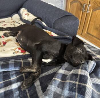 Terrier Dogs Available for Adoption in Brooklyn Center, Minnesota - Ben | PetCurious