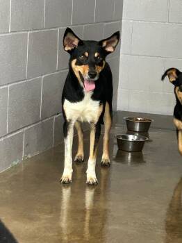 Magnolia -  Australian Kelpie Dog for Adoption in Plato Center, Illinois - Magnolia | PetCurious