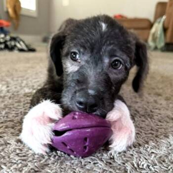 Gigi -  Shepherd Dog for Adoption in Des Moines, Iowa - Gigi | PetCurious