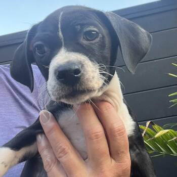 Rescue Beagle and Pit Bull Terrier Dogs for Adoption in Los Angeles, California - Sparrow~ | PetCurious